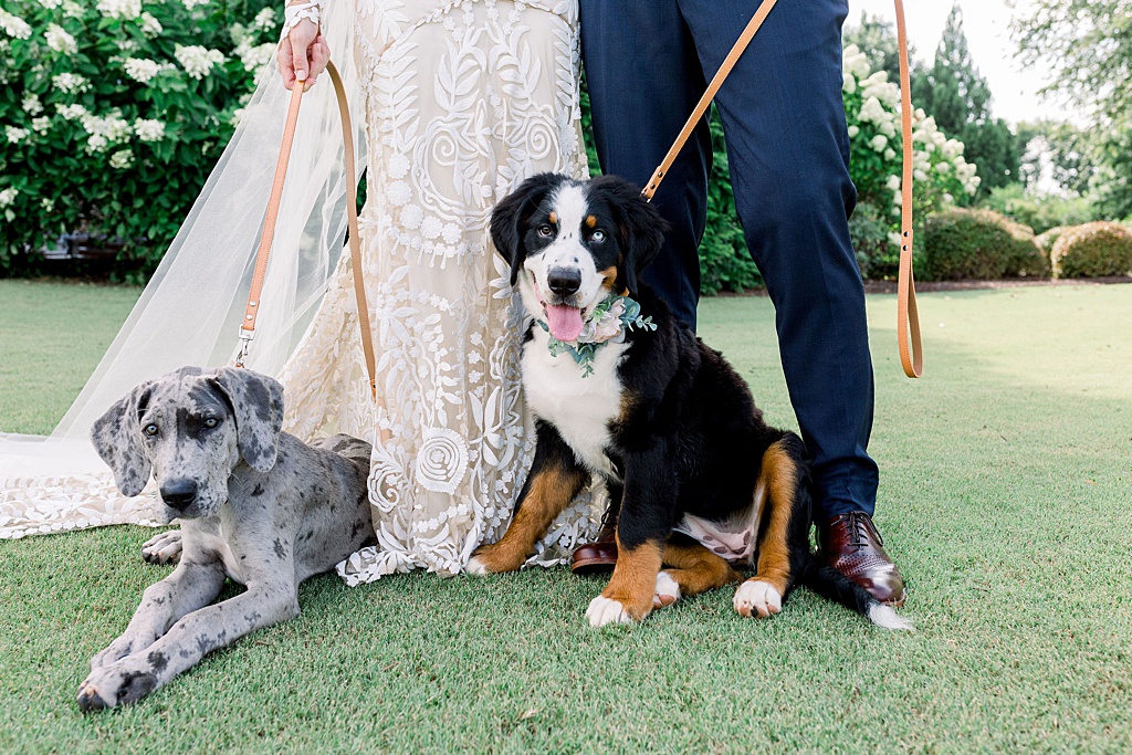 Bride and groom mountainside portraits with their dogs